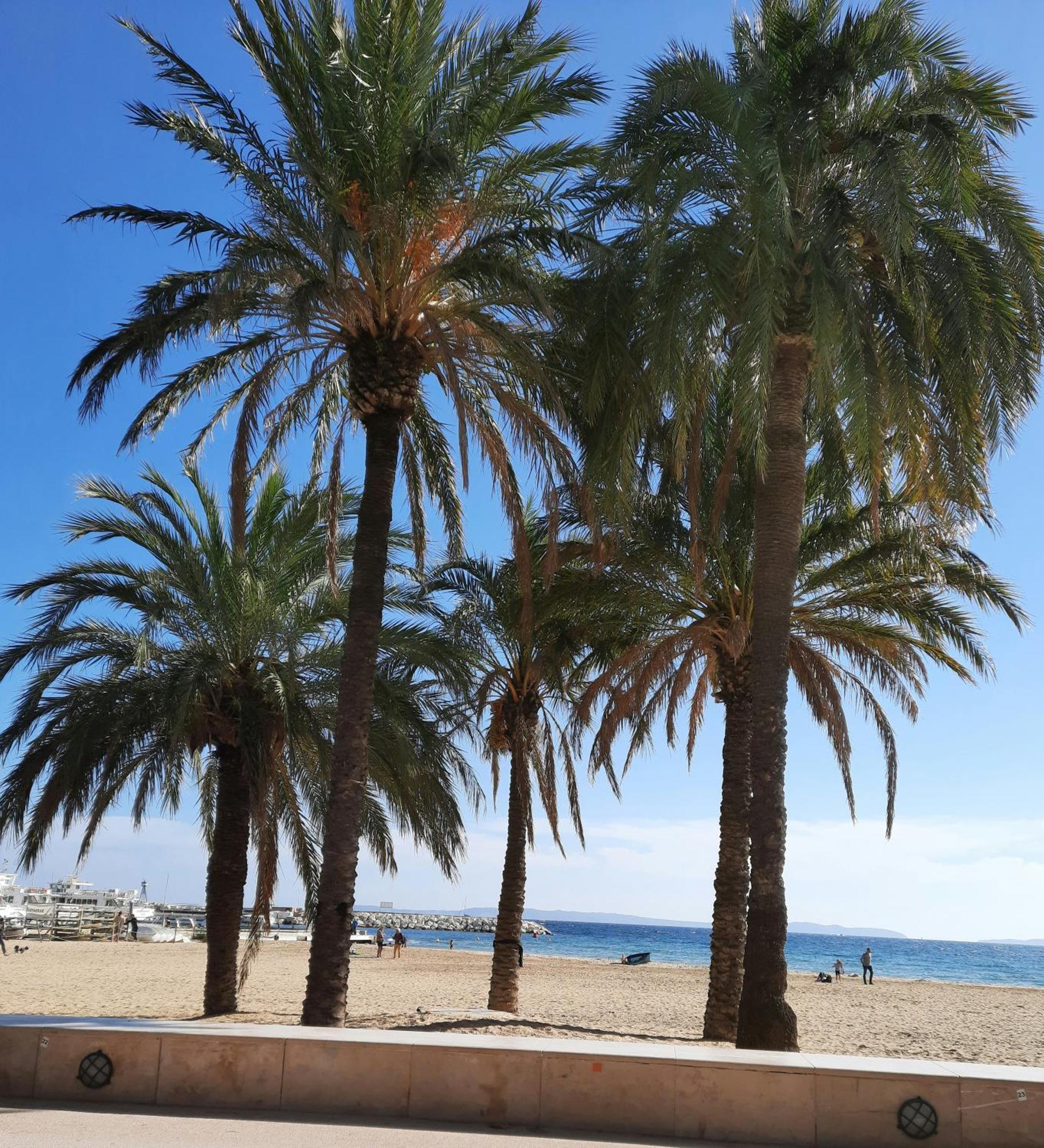 Studio Climatise Lantanas 4 Personnes Le Lavandou Exterior foto